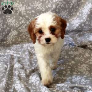 Lollipop, Cavapoo Puppy