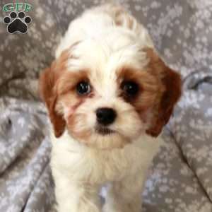 Lollipop, Cavapoo Puppy