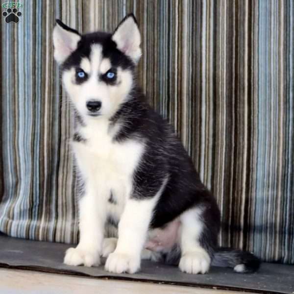 Lonnie, Siberian Husky Puppy