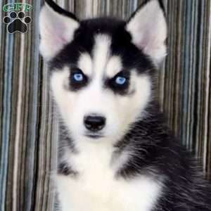 Lonnie, Siberian Husky Puppy