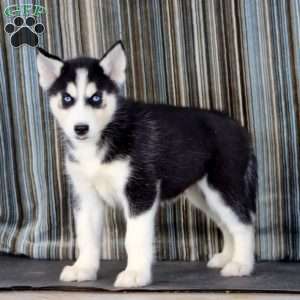 Lonnie, Siberian Husky Puppy