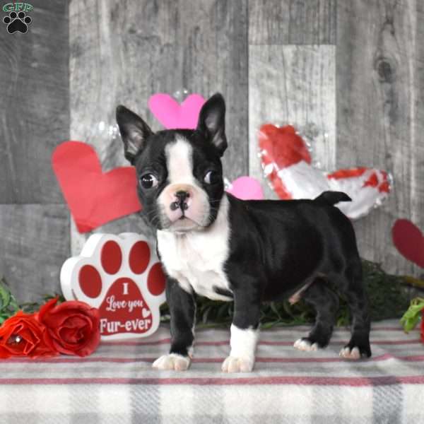 Louie, Boston Terrier Puppy