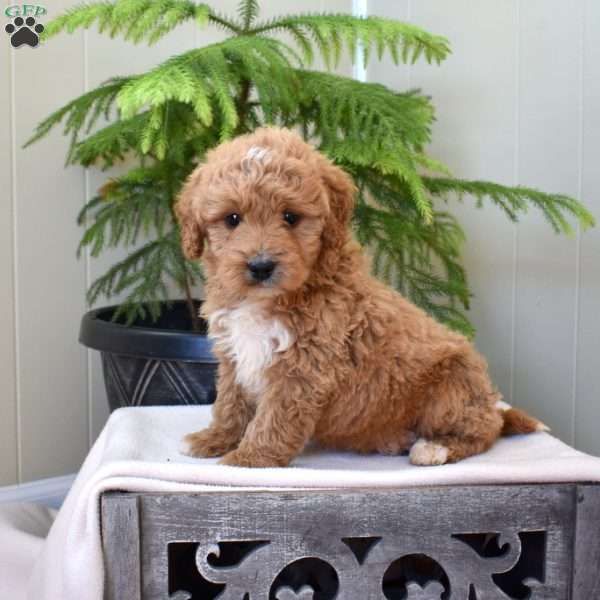 Louie, Mini Goldendoodle Puppy