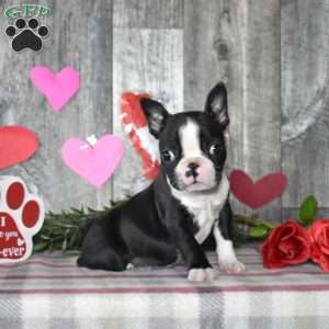 Louie, Boston Terrier Puppy