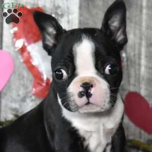 Louie, Boston Terrier Puppy