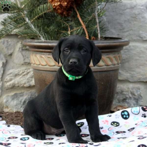 Lucas, Black Labrador Retriever Puppy