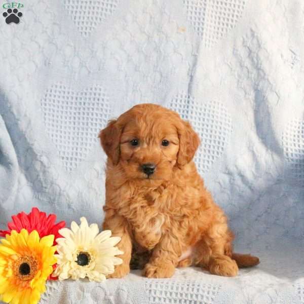 Lucas, Mini Goldendoodle Puppy