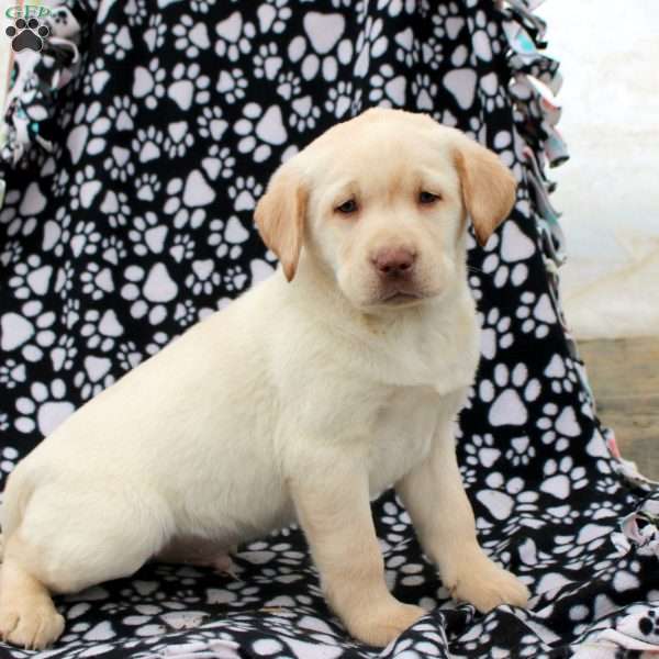 Lucas, Yellow Labrador Retriever Puppy