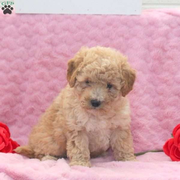 Lucas, Miniature Poodle Mix Puppy