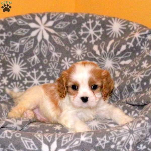 Lucas, Cavalier King Charles Spaniel Puppy