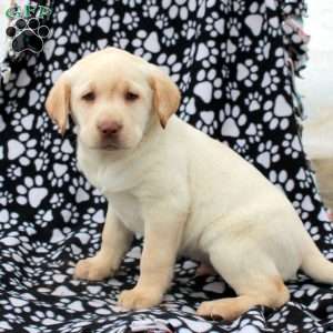 Lucas, Yellow Labrador Retriever Puppy