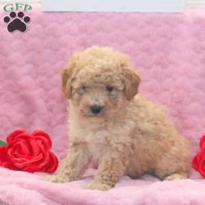 Lucas, Miniature Poodle Mix Puppy