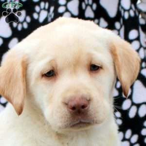 Lucas, Yellow Labrador Retriever Puppy