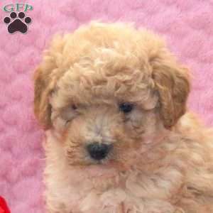 Lucas, Miniature Poodle Mix Puppy