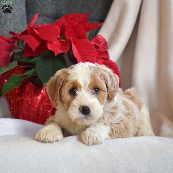 Lucky, Mini Bernedoodle Puppy