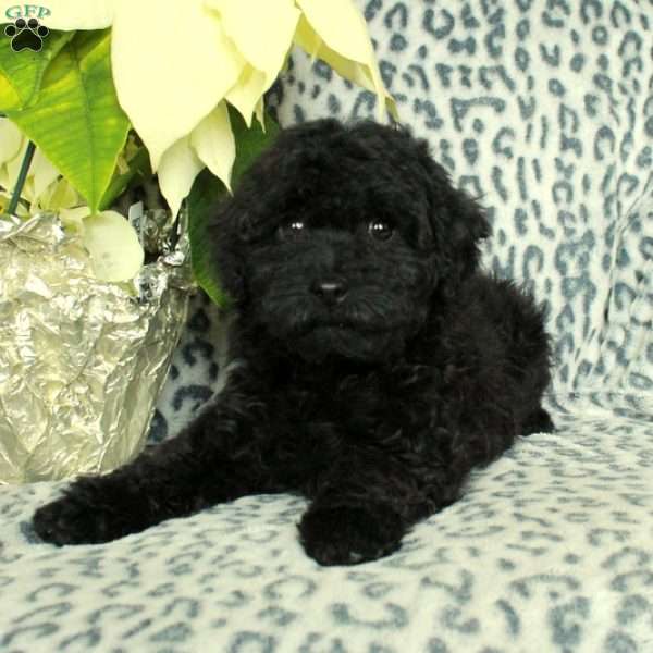 Lucky, Miniature Poodle Puppy
