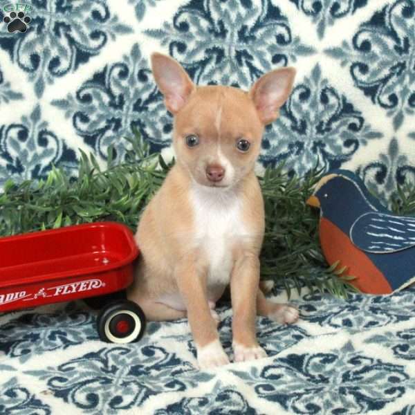 Lucky, Chihuahua Puppy