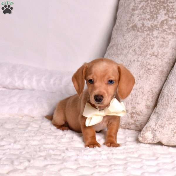 Lucky, Dachshund Puppy