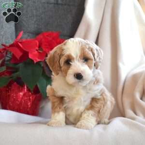 Lucky, Mini Bernedoodle Puppy