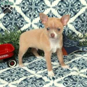 Lucky, Chihuahua Puppy