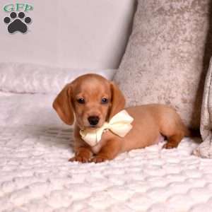 Lucky, Dachshund Puppy