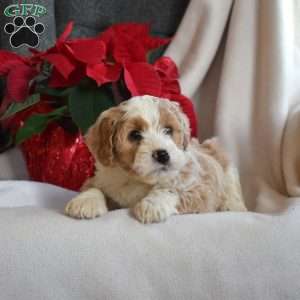 Lucky, Mini Bernedoodle Puppy