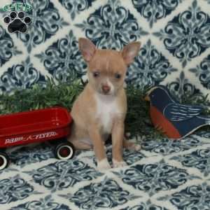 Lucky, Chihuahua Puppy