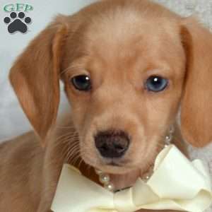 Lucky, Dachshund Puppy