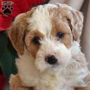 Lucky, Mini Bernedoodle Puppy