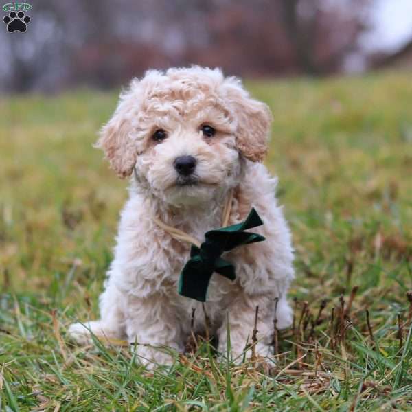 Lucky, Bich-Poo Puppy