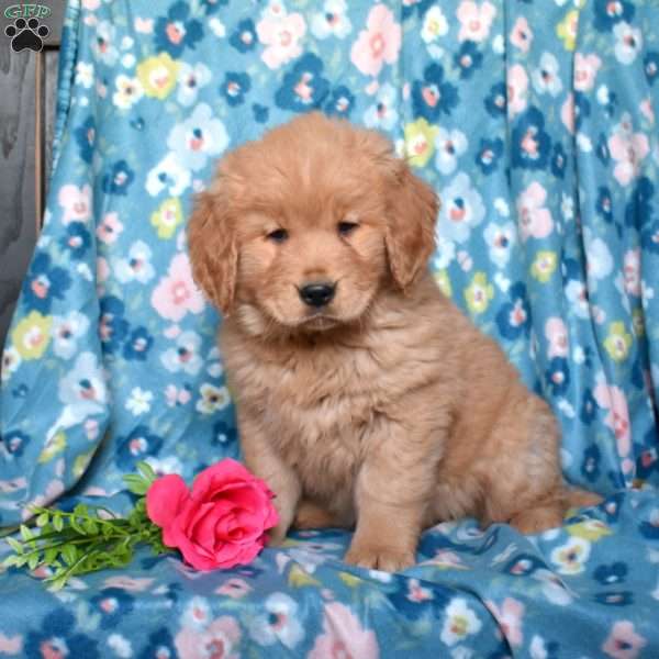 Lucy, Golden Retriever Puppy