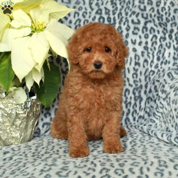 Lucy, Miniature Poodle Puppy
