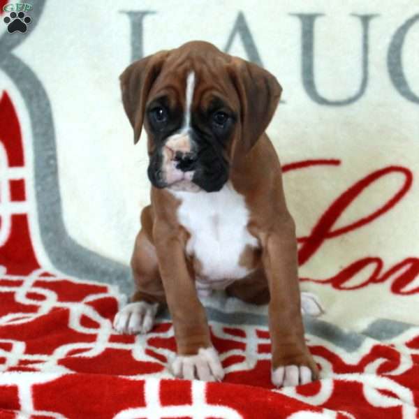 Lucy, Boxer Puppy