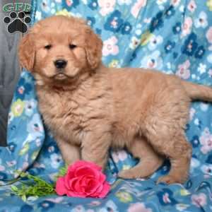 Lucy, Golden Retriever Puppy