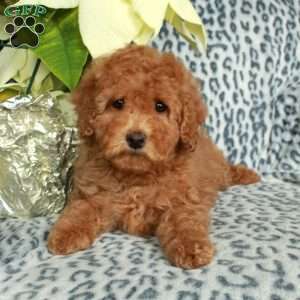 Lucy, Miniature Poodle Puppy