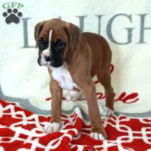 Lucy, Boxer Puppy