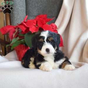 Lucy, Mini Bernedoodle Puppy