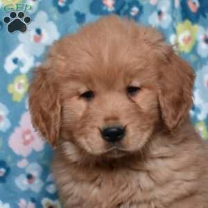 Lucy, Golden Retriever Puppy
