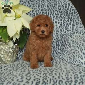 Lucy, Miniature Poodle Puppy