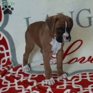 Lucy, Boxer Puppy