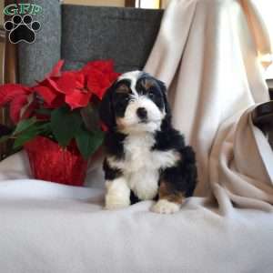 Lucy, Mini Bernedoodle Puppy