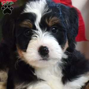 Lucy, Mini Bernedoodle Puppy