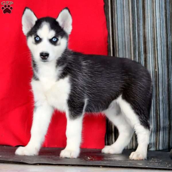 Lucy, Siberian Husky Puppy
