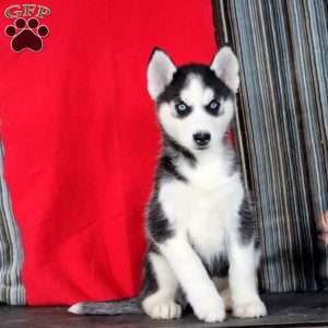 Lucy, Siberian Husky Puppy