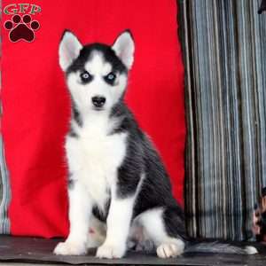 Lucy, Siberian Husky Puppy