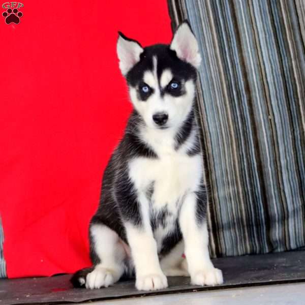 Luke, Siberian Husky Puppy