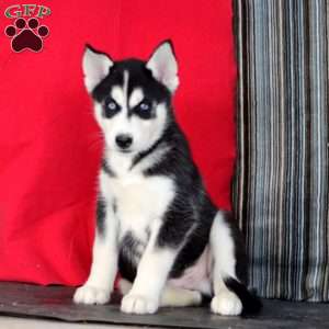 Luke, Siberian Husky Puppy