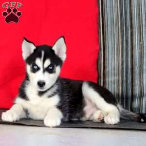Luke, Siberian Husky Puppy