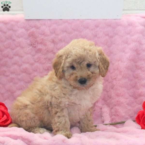 Lulu, Miniature Poodle Mix Puppy