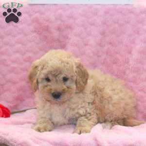 Lulu, Miniature Poodle Mix Puppy